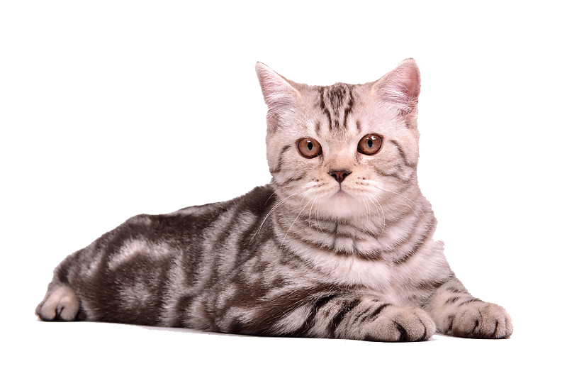 Cat Sitting PNG Image