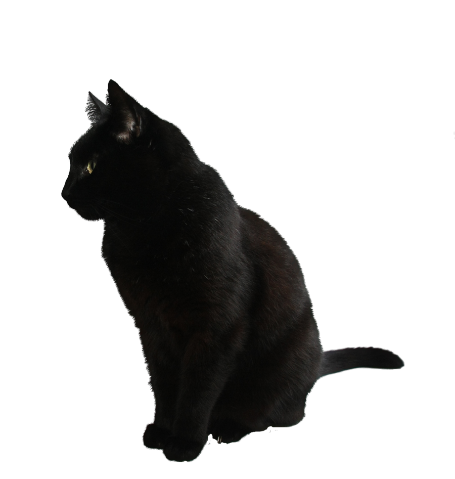 Black Cat Transparent Background PNG Image