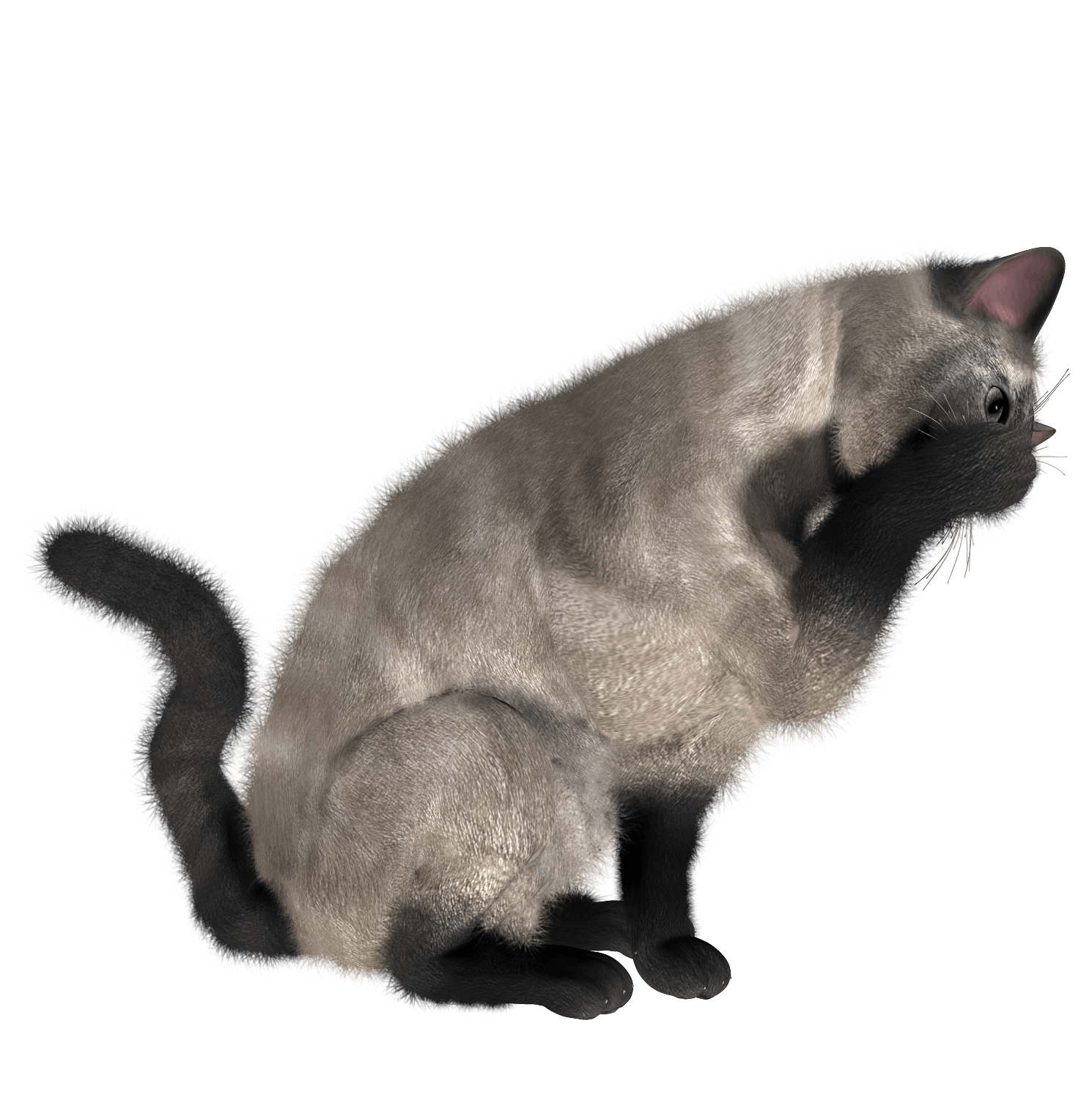 Cat Png Image PNG Image