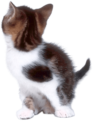 Cat Png Image Download Picture Kitten PNG Image