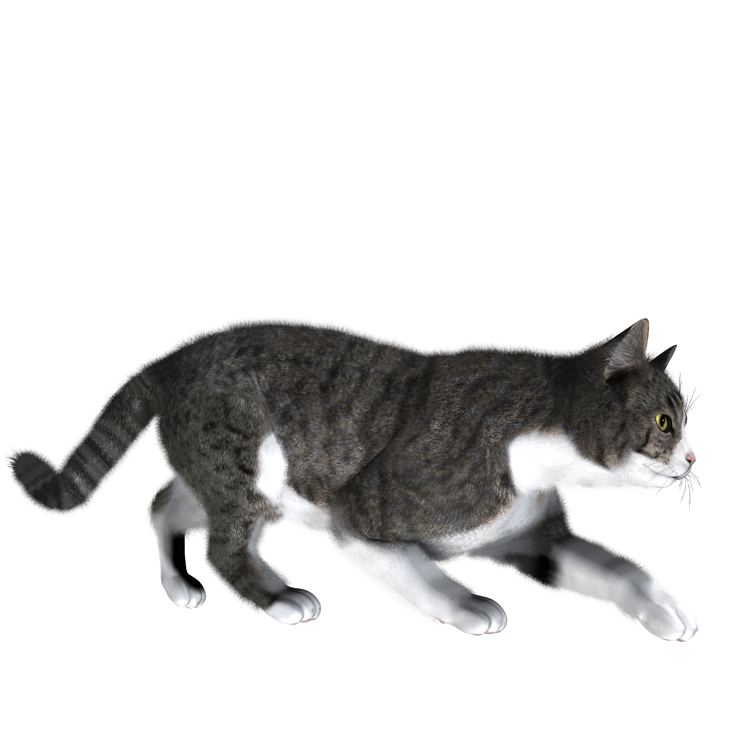 Cat Png Image Download Picture Kitten PNG Image