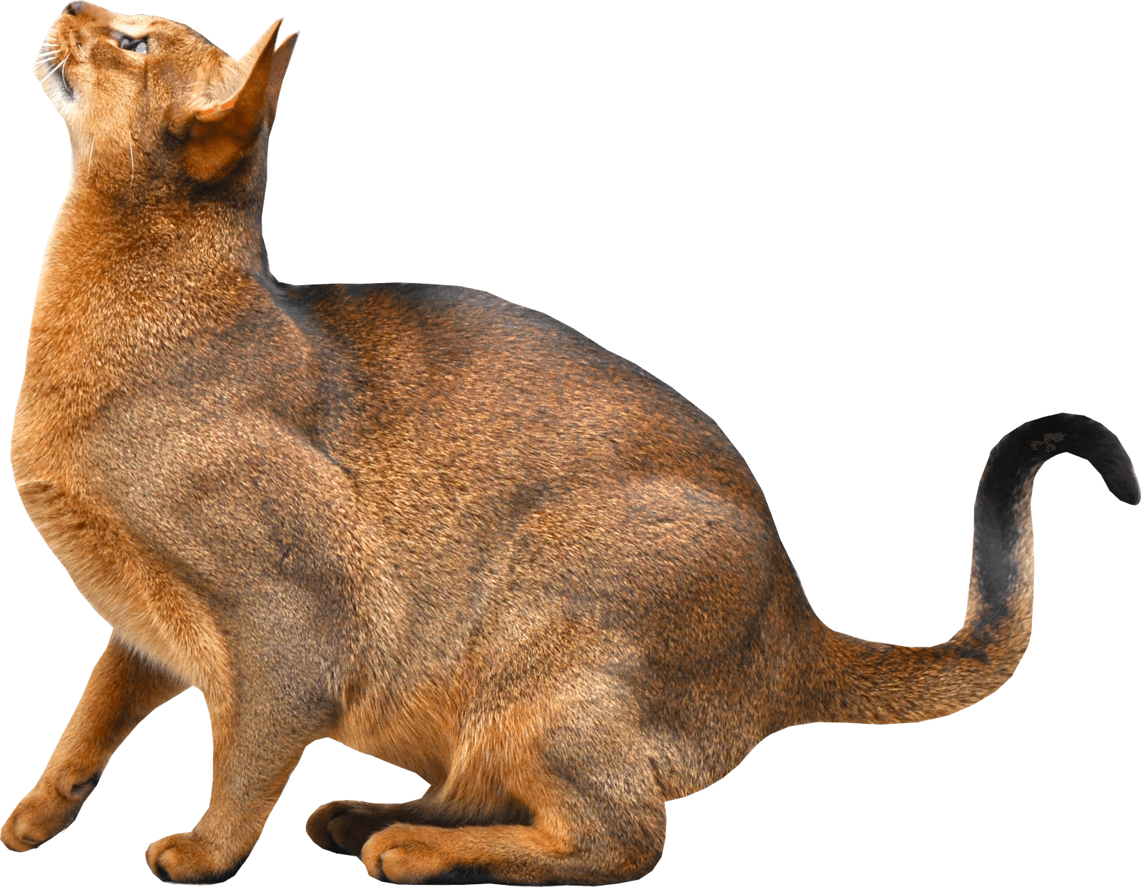 Kitten Png Image Download Picture PNG Image