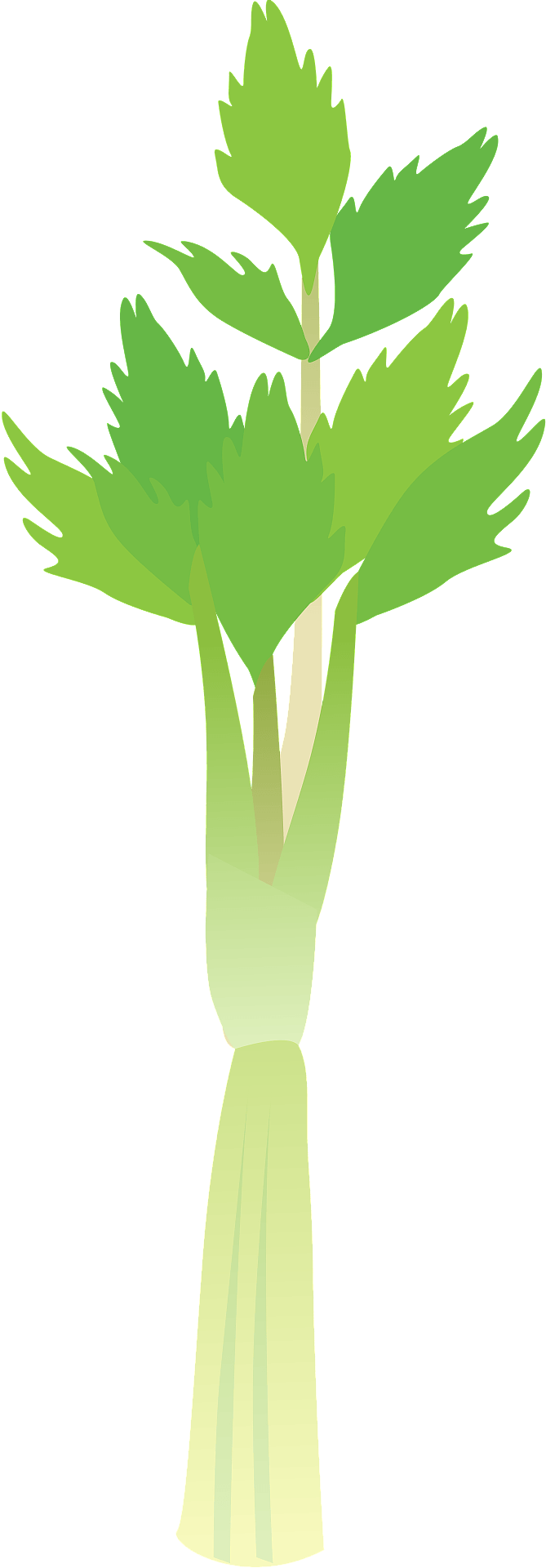 Celery Green Organic Photos Free Download PNG HQ PNG Image