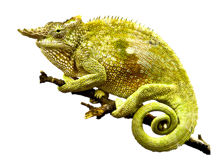 Chameleon Photo PNG Image