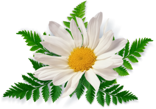 Camomile Free Download Png PNG Image