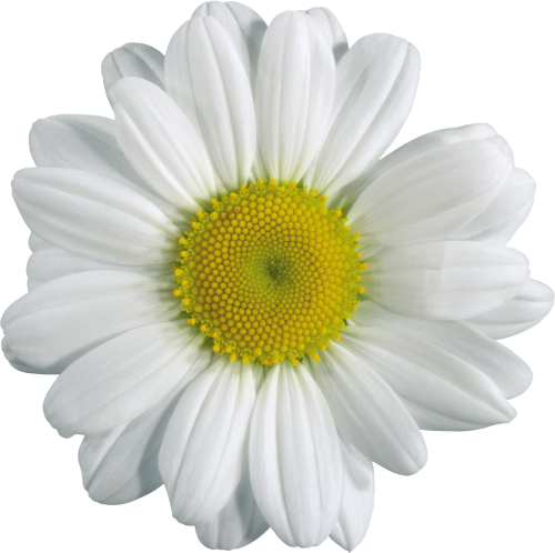 Camomile Png PNG Image