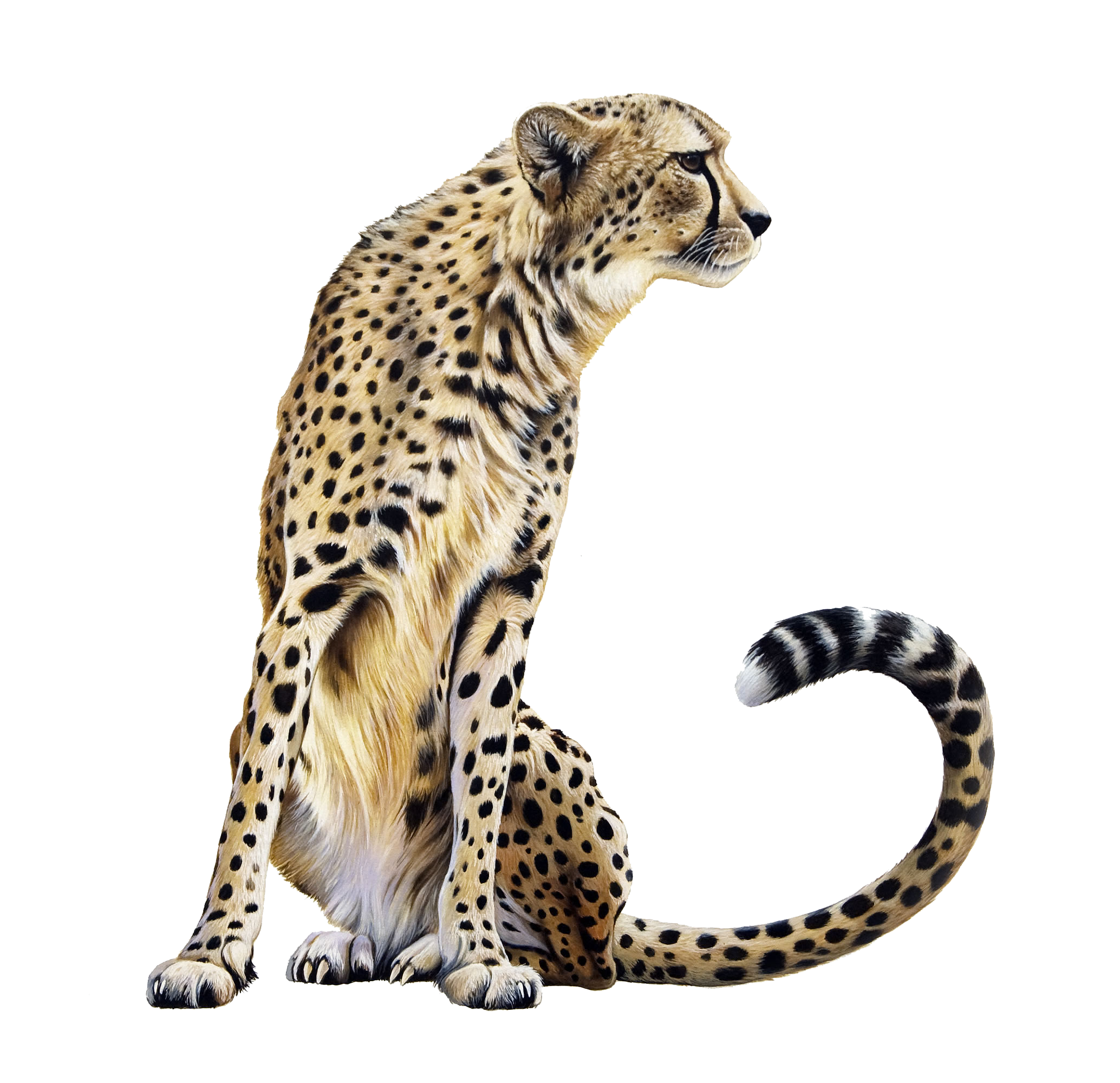 Cheetah Transparent PNG Image