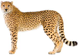 Cheetah Picture PNG Image