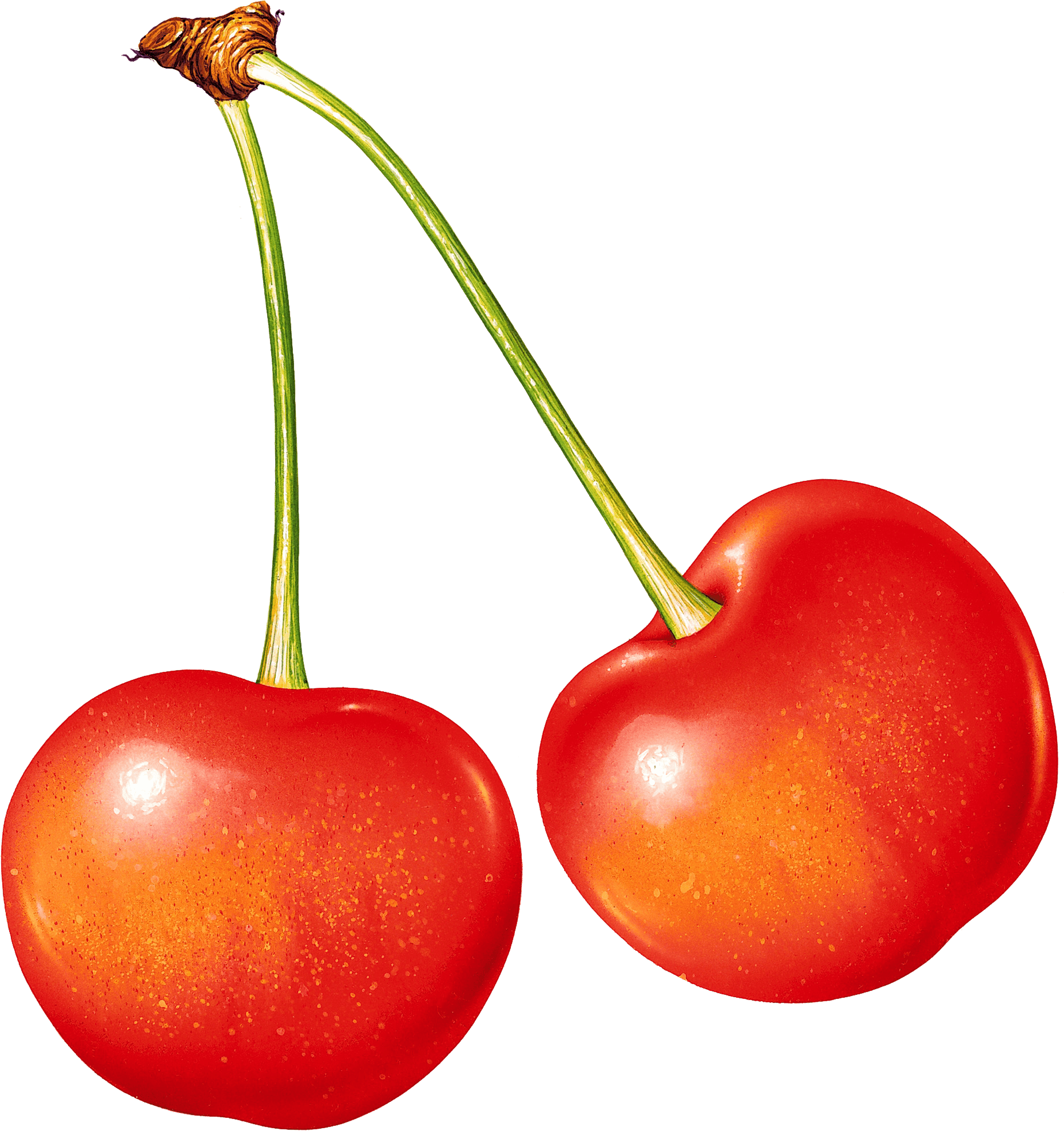 Cherry Png Image PNG Image