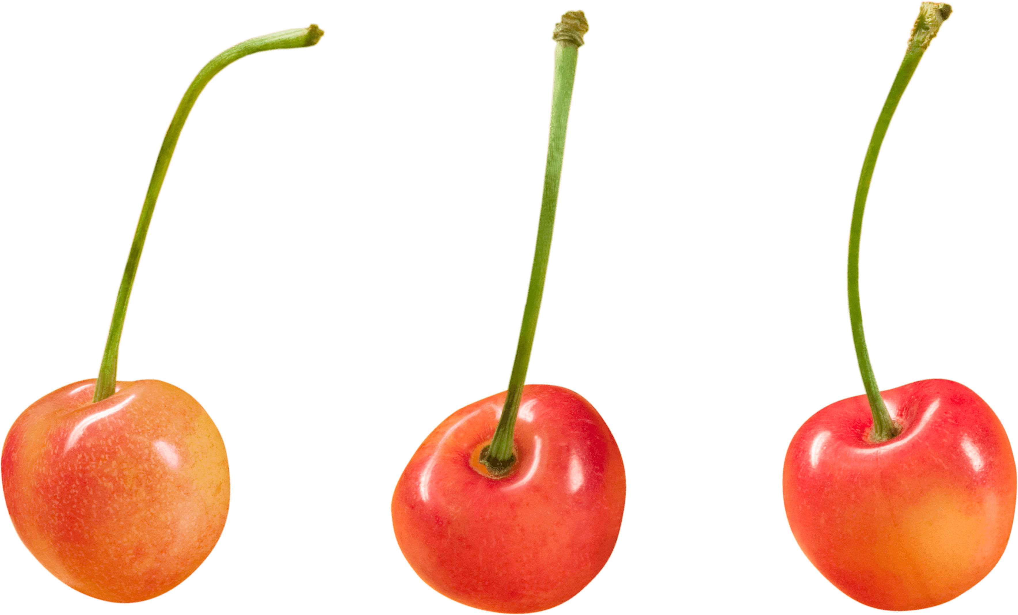 Cherry Png Image PNG Image