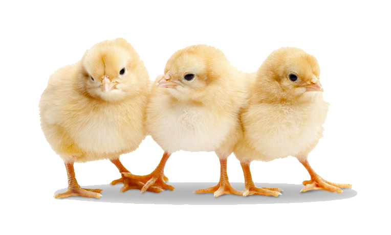 Baby Chicken Transparent PNG Image