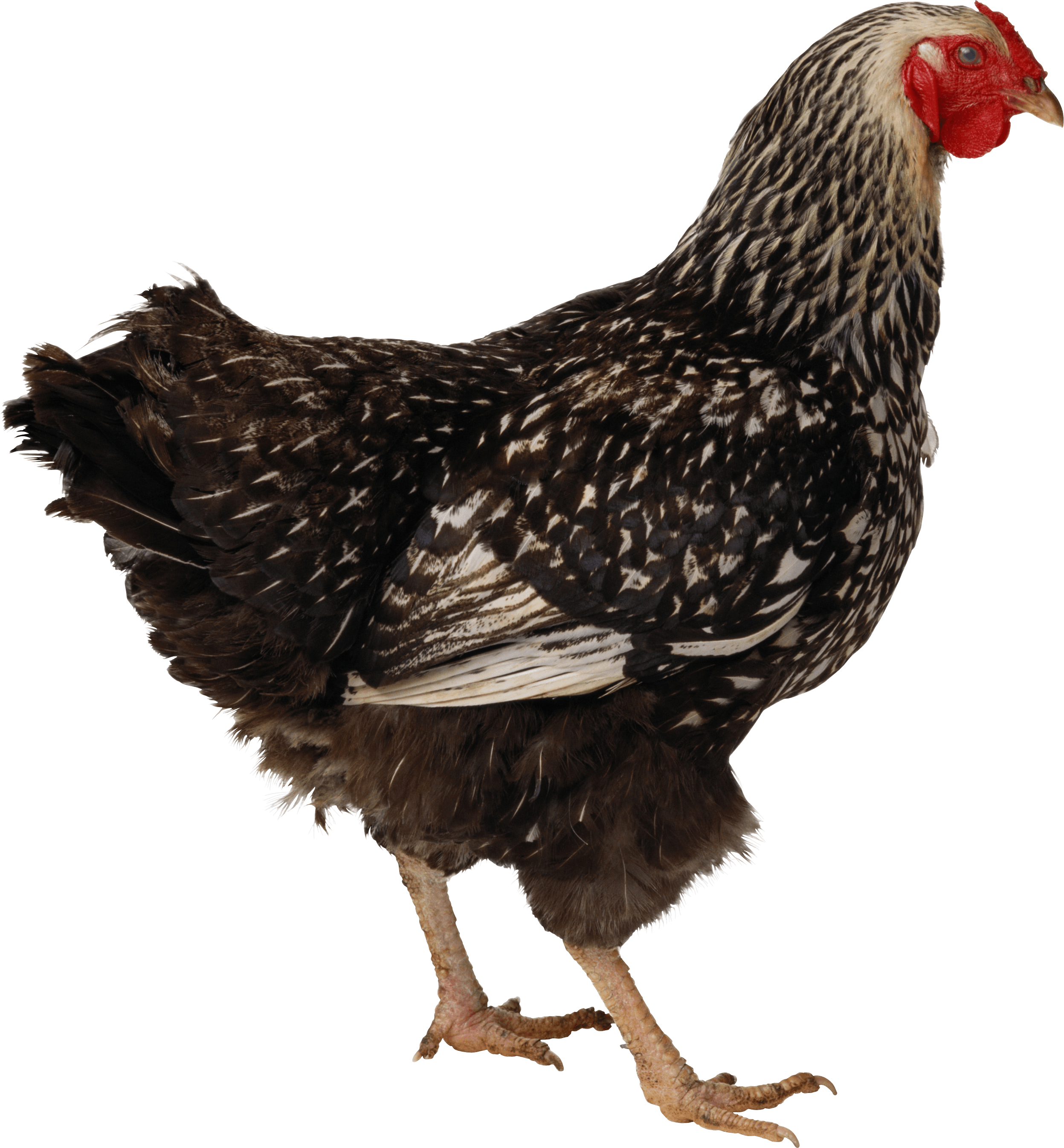 Chicken Png Image PNG Image