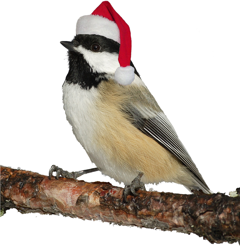 Photos Christmas Bird PNG Free Photo PNG Image