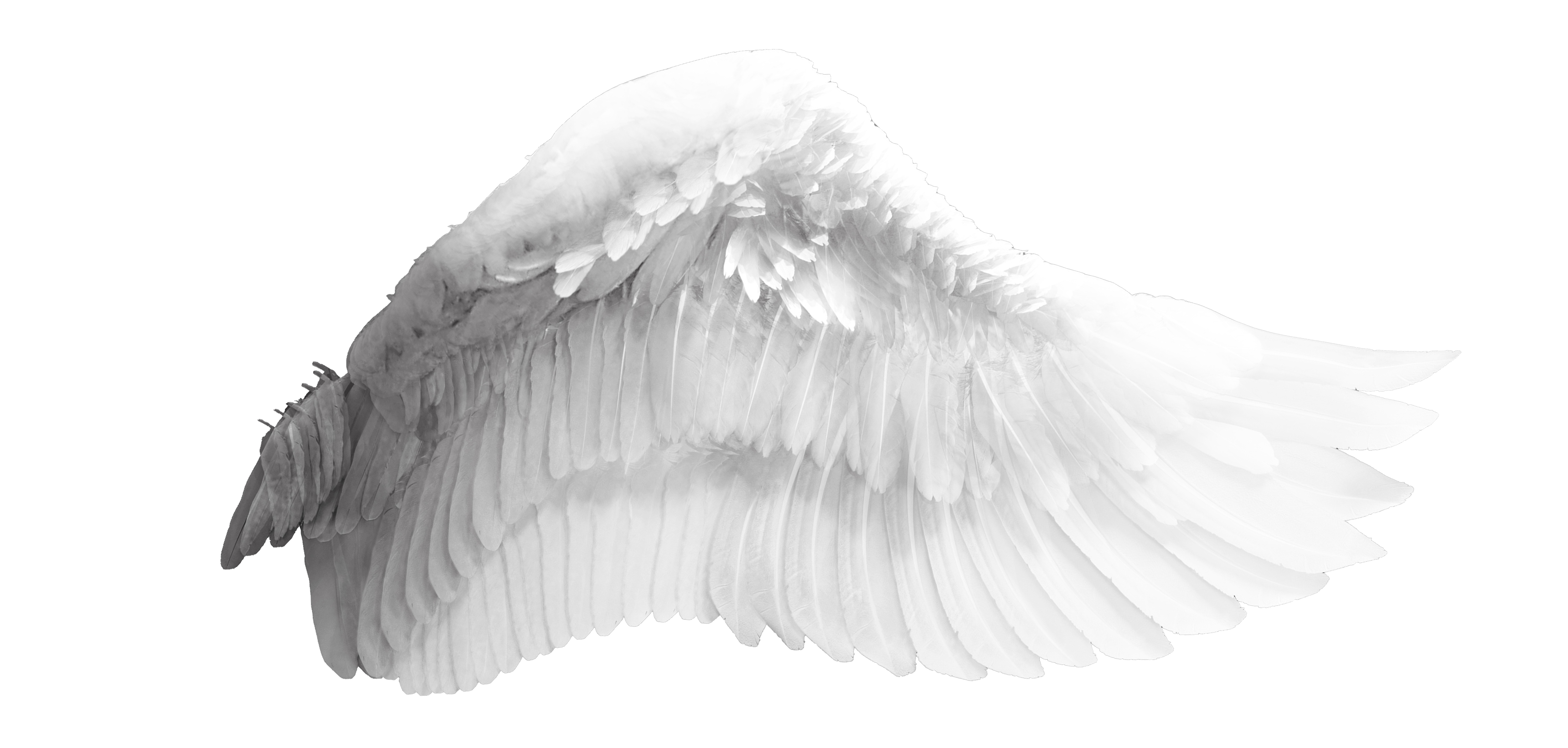 Wings Wing Angel Bird Free Transparent Image HQ PNG Image