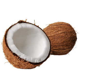 Coconut Png Clipart PNG Image