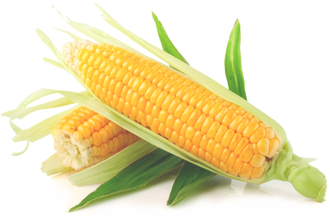 Yellow Corn PNG Image