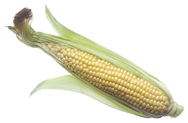Corn Cob Image PNG Image