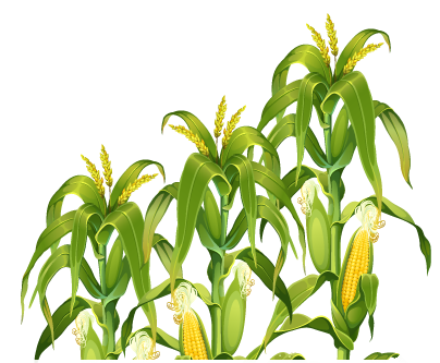 Corn Plant Transparent Image PNG Image