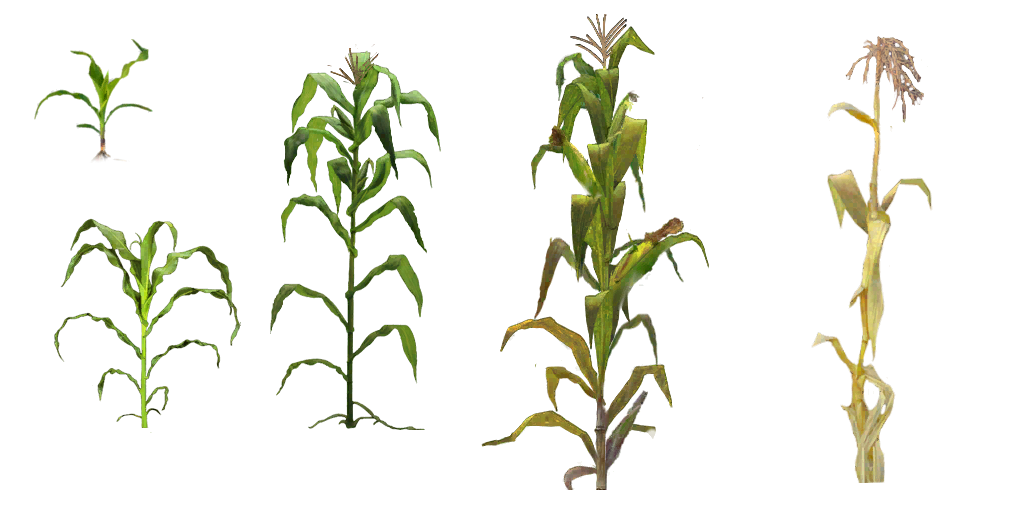 Corn Plant PNG Image