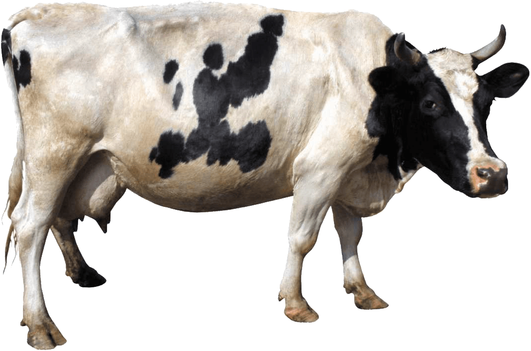 Cow Png Image PNG Image