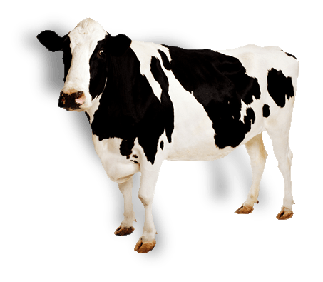 Cow Png Image PNG Image