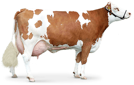 Brown Cow Png Image PNG Image