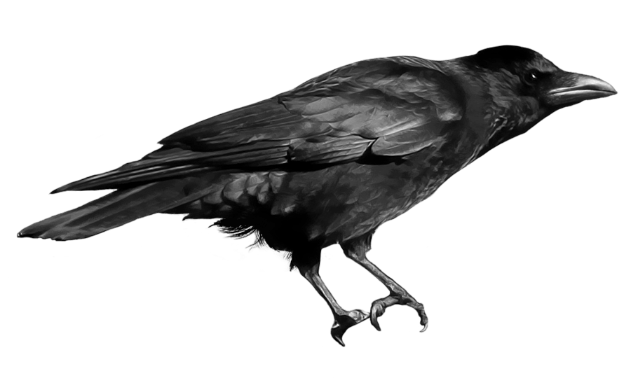 Crow Png Image PNG Image