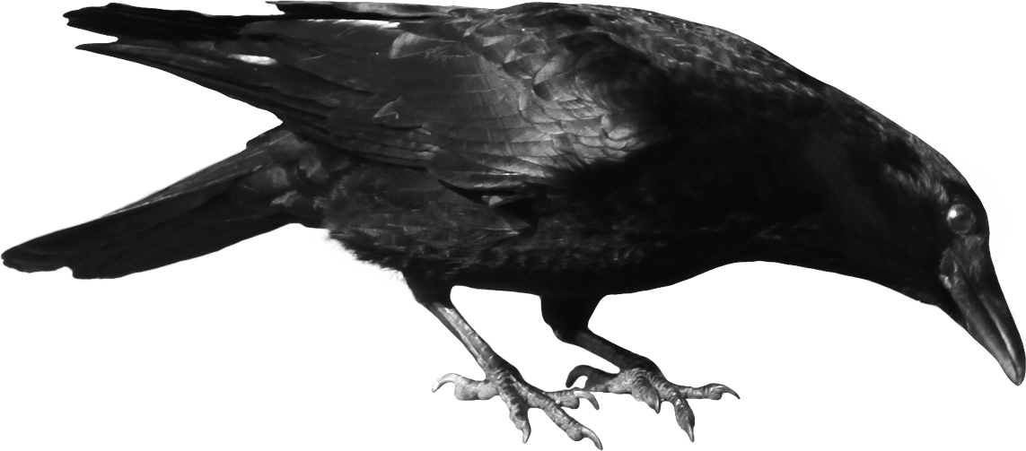 Crow Png Image PNG Image