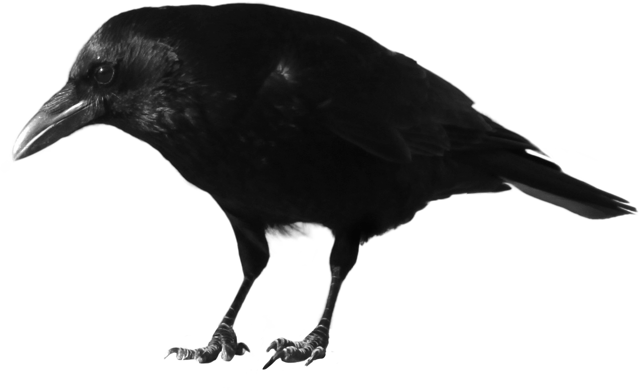 Black Crow Png Image PNG Image