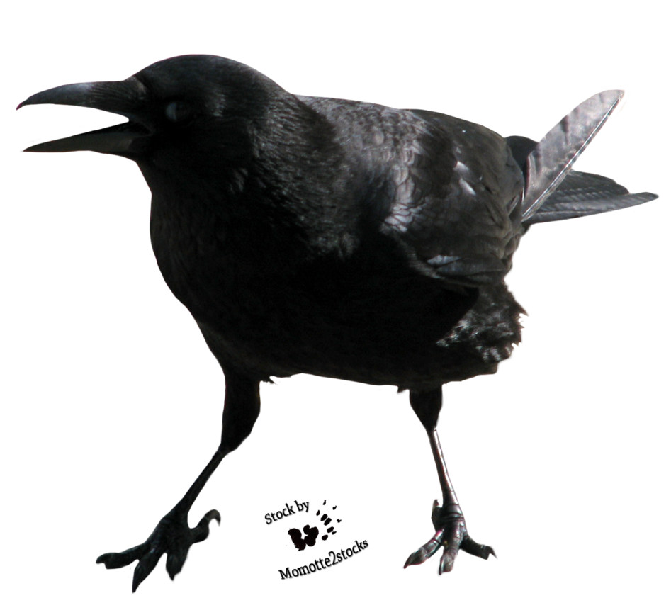Crow Free Png Image PNG Image