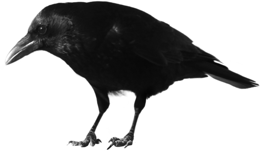 Crow Transparent PNG Image