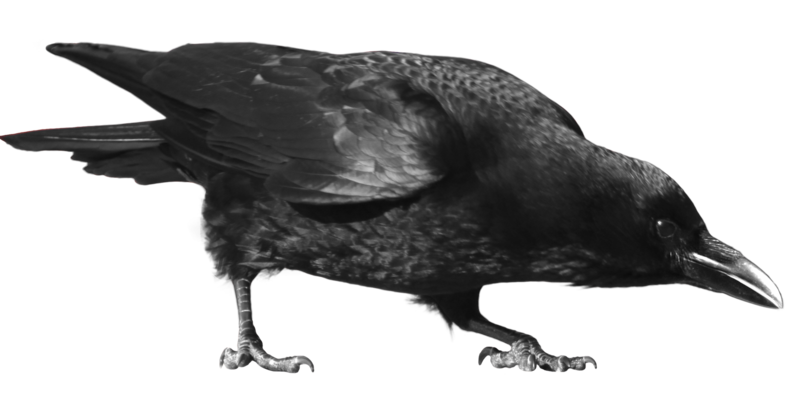 Crow Png Pic PNG Image