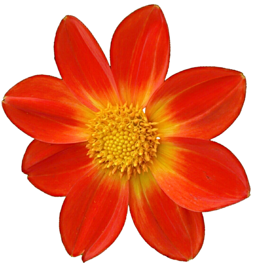 Dahlia Png File PNG Image