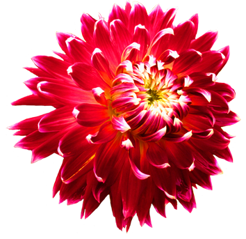 Dahlia Picture PNG Image
