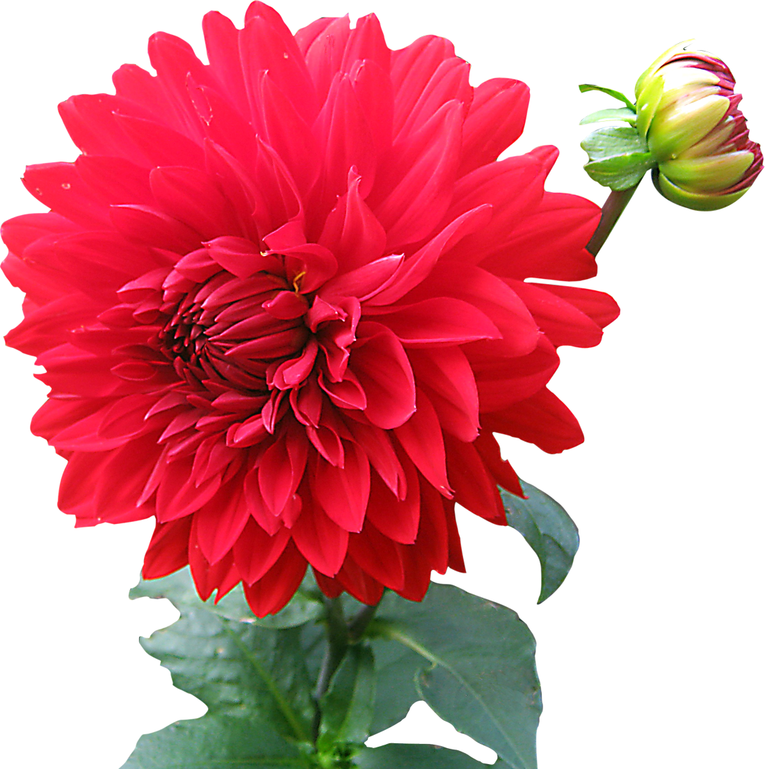 Dahlia Free Png Image PNG Image