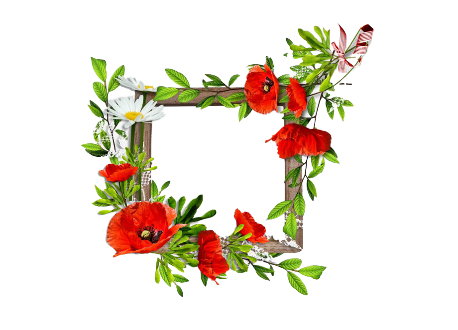 Poppy Frame Flower Free Download PNG HQ PNG Image