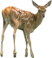 Deer Png Pic PNG Image