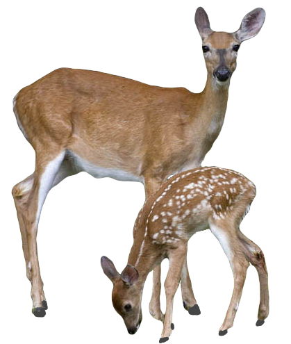 Transparent Deer With Baby Deer PNG Image