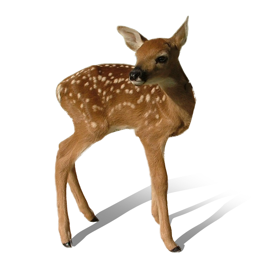 Transparent Deer PNG Image