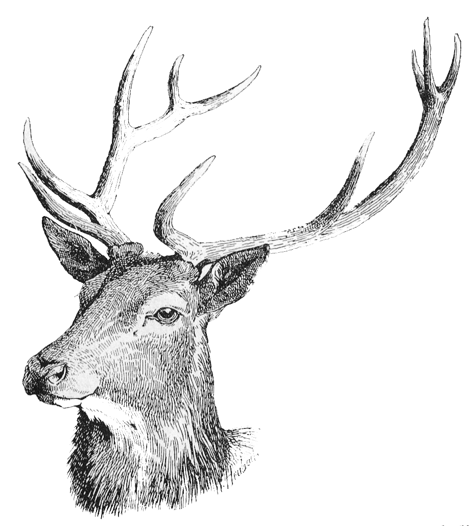 Deer Head Free Download PNG Image