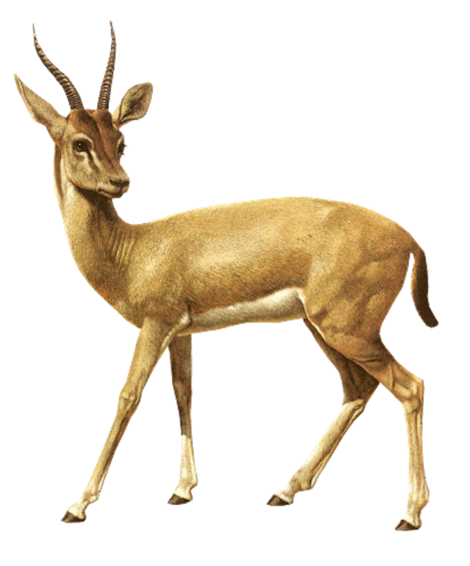 Springbok Antelope Africa Vecteur Free Download PNG HQ PNG Image