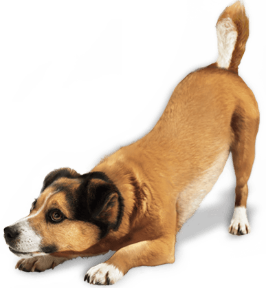 Dog Png Image PNG Image