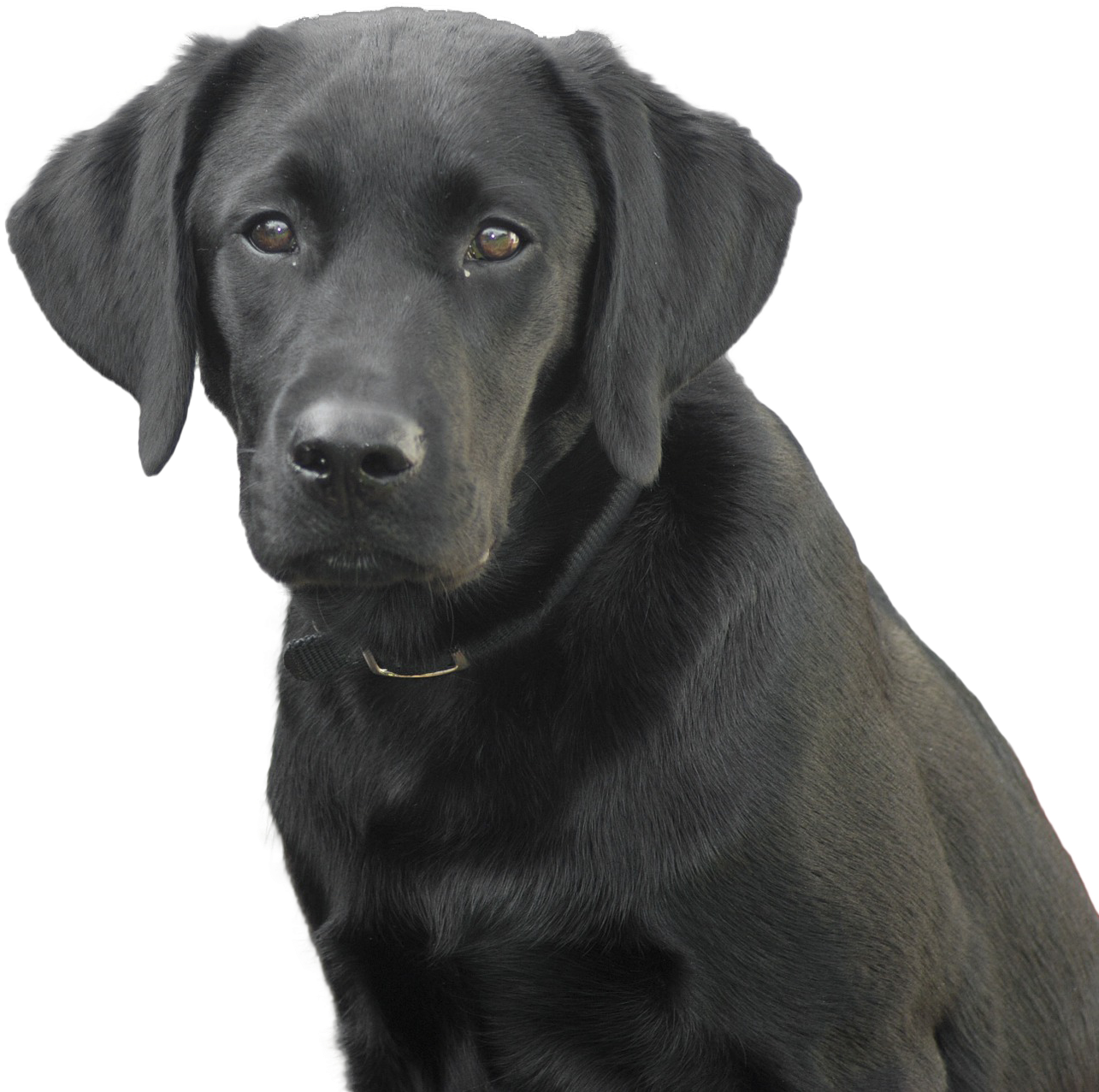 Black Labrador Dog Free Clipart HQ PNG Image