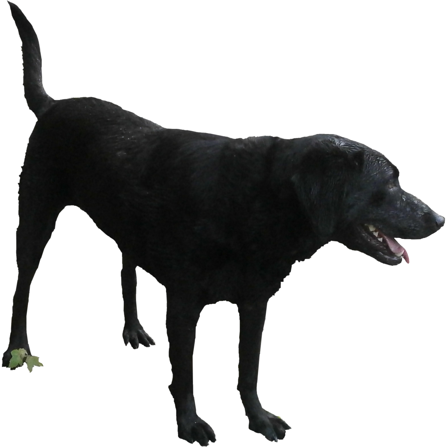 Standing Black Labrador Dog Free Download PNG HQ PNG Image