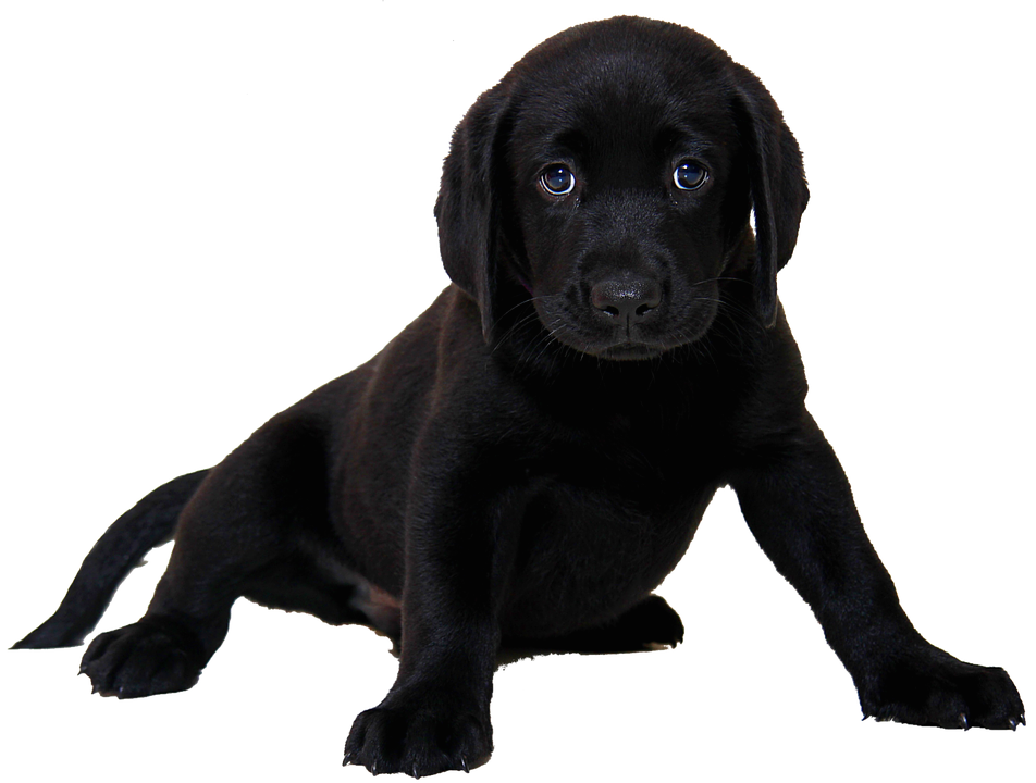 Pup Black Labrador Dog Free Photo PNG Image