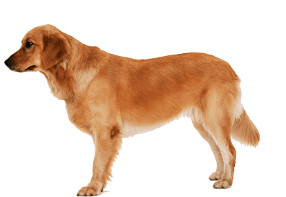 Dog Png Image PNG Image