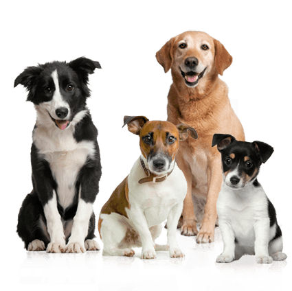 Dog Png Image Picture Download Dogs PNG Image