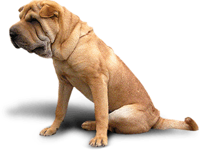 Dog Png Image PNG Image