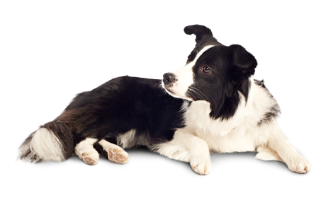 Download Dog Png 12 HQ PNG Image | FreePNGImg