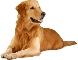 Dog Png Image PNG Image